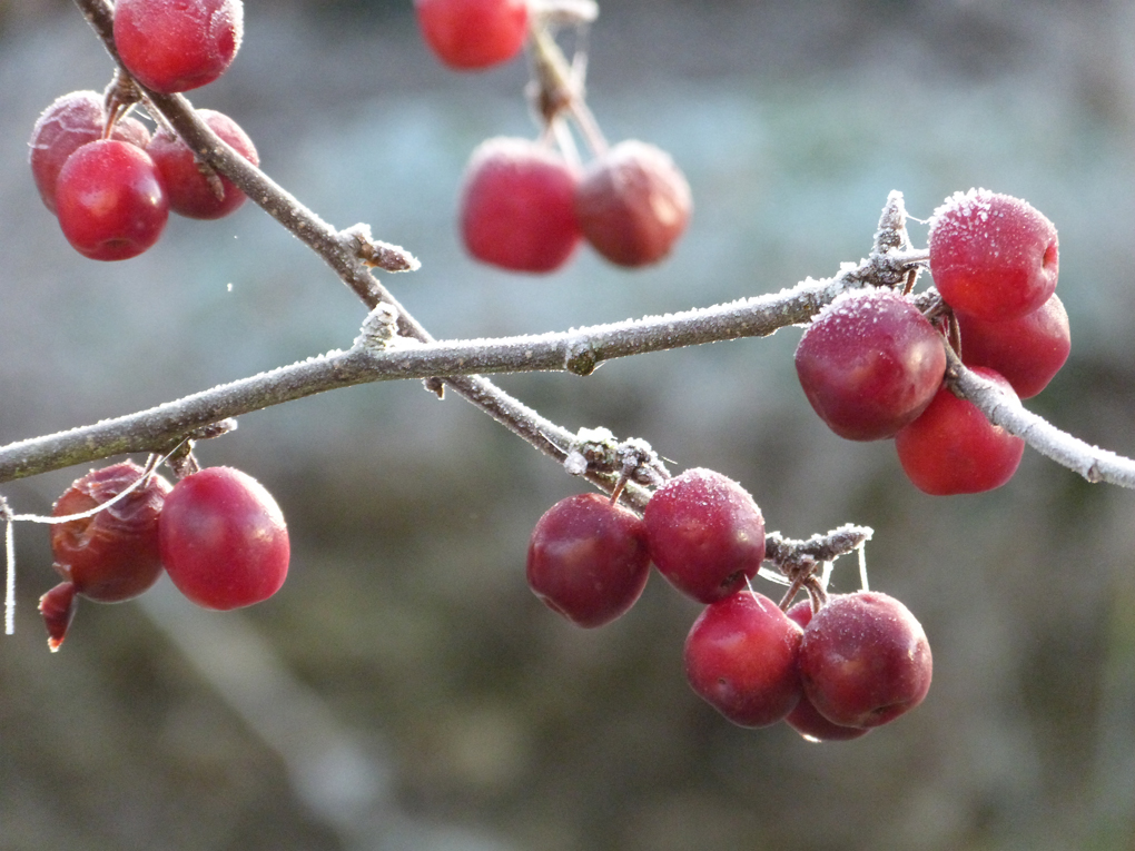 There were no berries left on the holly when I came to collect a few decorations for Christmas, but earlier in the month, it was covered. The crab apples also attracted the birds, and the frosts at the beginning of the month produced some interesting subjects.