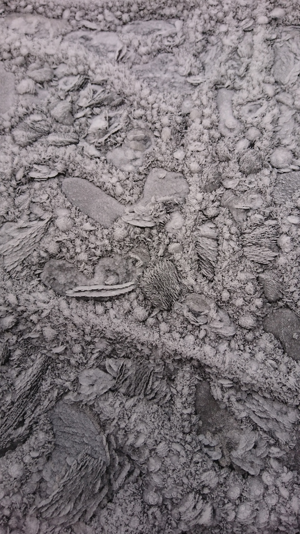 Our outdoor table covering wa covered with heavy frost in early December. The rest of the month has been very wet so I struggled for a photo this month. The frost formed lots of shapes, including a T-Rex, an otter and a hedgehog. Unusual shapes!