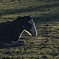 Afteroon January walk with the setting sun lighting up Shardeloes country house and the horses that roam wild in the fields