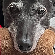 A black greyhound with a grey muzzle rests his head on a toy reindeer