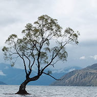 A tree growing out of a lake with mountains in the distance and a long in the foreground on the shore