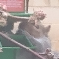 A squirrel holds on the the underside of a bird feeder, eating from the seeds available with no small amount of effort