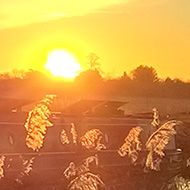 The setting sun glowing up the feathery reeds on the bank of the canal.