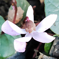 The first pale flower of a cyclamen with green leaves growing in leaf litter and bark
