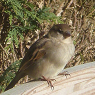 A few house sparrows perched on a trellis enjoying the January sunshine.