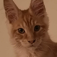 Ginger Maine Coon kitten with big ears.