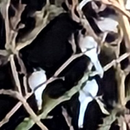 Many Pied Wagtails in a tree