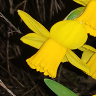 Half a dozen daffodils bloom at the forefront of the photos, dead stems from the previous years in the background.