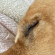 Close-up of a sleeping golden retriever on a plush-looking blanket