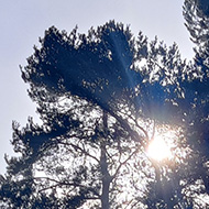 On a heath the sun behind an isolated group of cedar trees casts dramatic shadows as the morning mist burns off