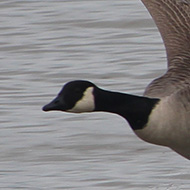 Two Canada geese landing on a lake at Slimbridge, and making a splash in the process.