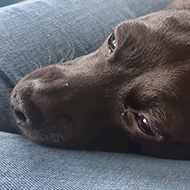 Puppy snoozing in the crook of a leg