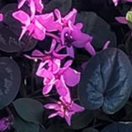 Purple flowers on a bush