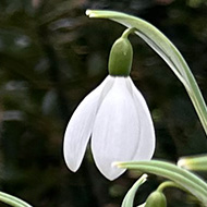 Snowdrops