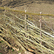 Section of a newly laid traditional hedge