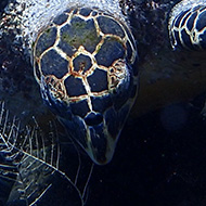 A man in a diving suit underwater with a large sea turtle