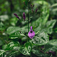 Raindrops on green leaves and magenta petals.