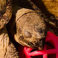 Tortoise looking grumpy