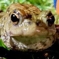 A toad looking at the camera on a lawn with a blue and orange ball in the backgroun