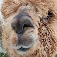 Close-up of a 'crea' (juvenile  alpaca) looking up at the camera