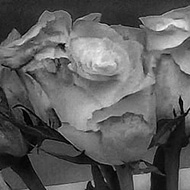 Black and white picture of flowers in a vase