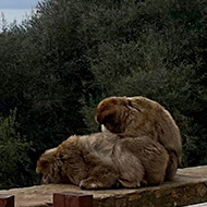 Two monkeys on Rock of Gibraltar overlooking bay