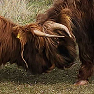 Two Scottish highland cows lock horns on the side of a cycle path