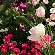 Spring bulbs in bloom from above