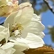Close-up of a blossoming tree with bees buzzing around the flowers and a blue sky in the background