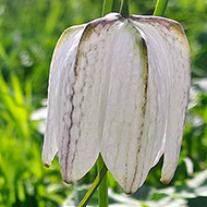 Two fritillary flower heads, looking like upside down trumpets pointing at the grass. One is a deep purple and the other bright white.