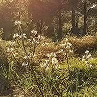 Sun sending shafts of light through pine trees, with mount Parnitha in the back drop.