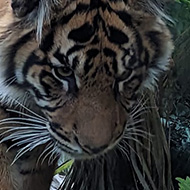 Tiger in enclosure at London Zoo