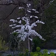 Big tree, little tree