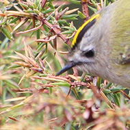 I took several photos of this little bird, and this one was in focus.