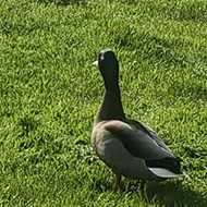 Two ducks on a lawn