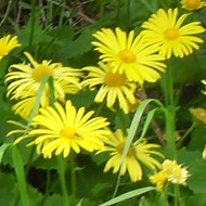 bright tulips and yellow daisies in overgrown flower bed