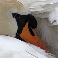Swan tucking head under its wing
