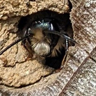 Mason Bee