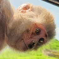 A female Macaque monkey appears at the rear passanger window. One arm is raised up holding on to the top of the car. Both of its feet are balanced on the frame of the window. It's crouched so it can see into the car and is looking at the camera.