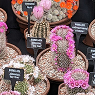 Picture of cacti in full bloom.