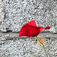 A single bright red poppy flower standing against a grey concrete wall