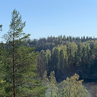 Forest view of treetop with a lake visible below.