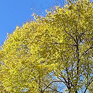 A tree and autumn colours in Carlton Gardens, Melbourne. Golden/yellow fallen leaves.