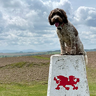 Brown and white dog sitting on top of a navigation trig point on top of a hill