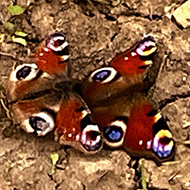 Two colourful peacock butterflies mating on a mud path.