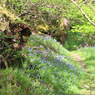 A grassy footpath covered in dappled sunlight winds its way invitingly through an old gateway and into a wood of fresh green leaves and bluebells.