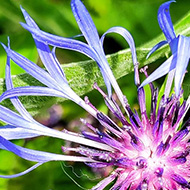 Blue and pink flower