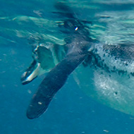 Underwater side shot of a Galapagos Penguin