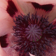 A very large pink poppy bloom