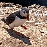 Puffins